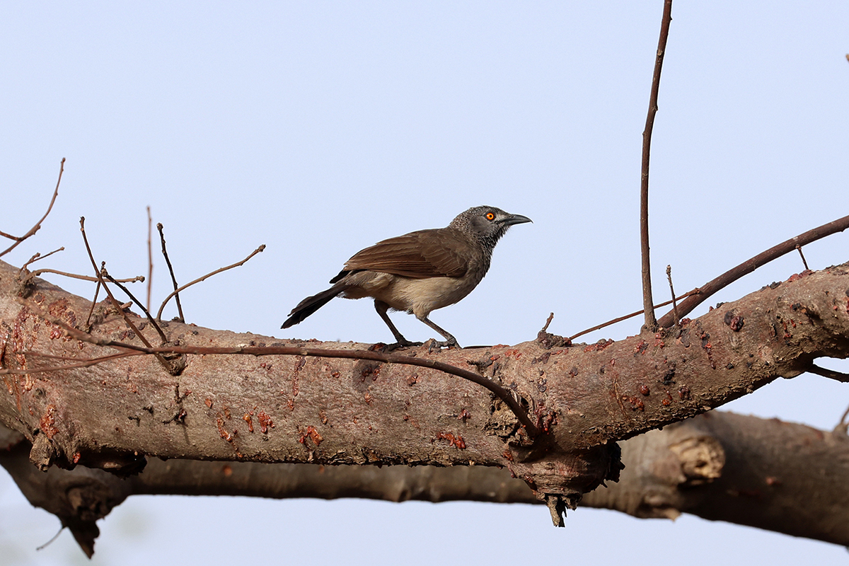 Brown Babbler